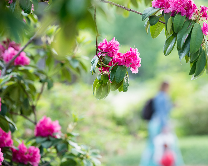 flowers with student in background