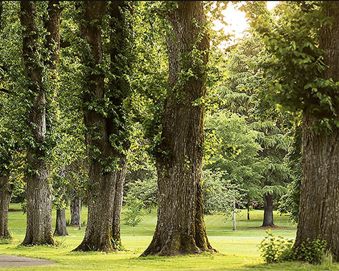 trees on campus