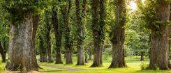 trees and grass
