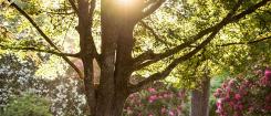 sun shining through tress and flowers
