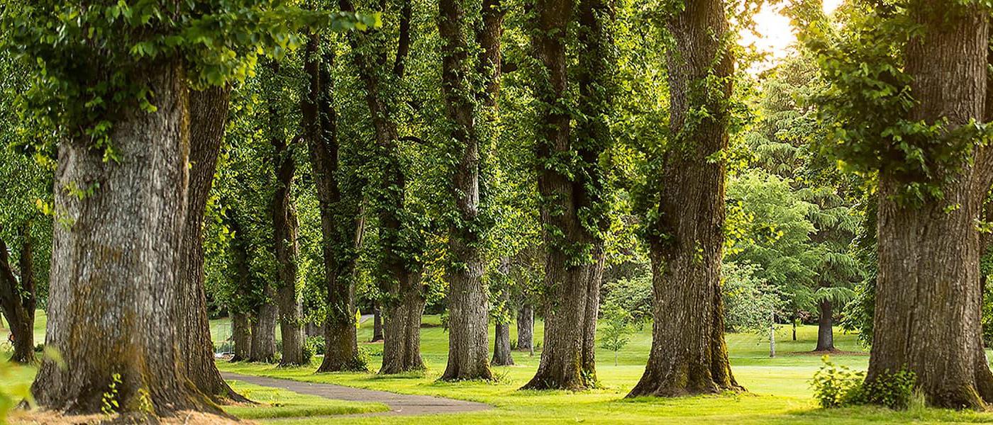 trees and grass